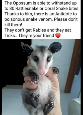 opossums are our friends - don't kill them.jpg