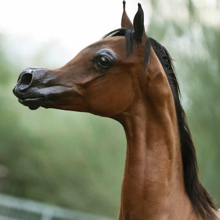 У чистокровной верховой лошади шея тонкая длинная. Эль Рей Магнум. Эль Рей Магнум лошадь. Арабские лошади египетские. Голова арабской лошади.
