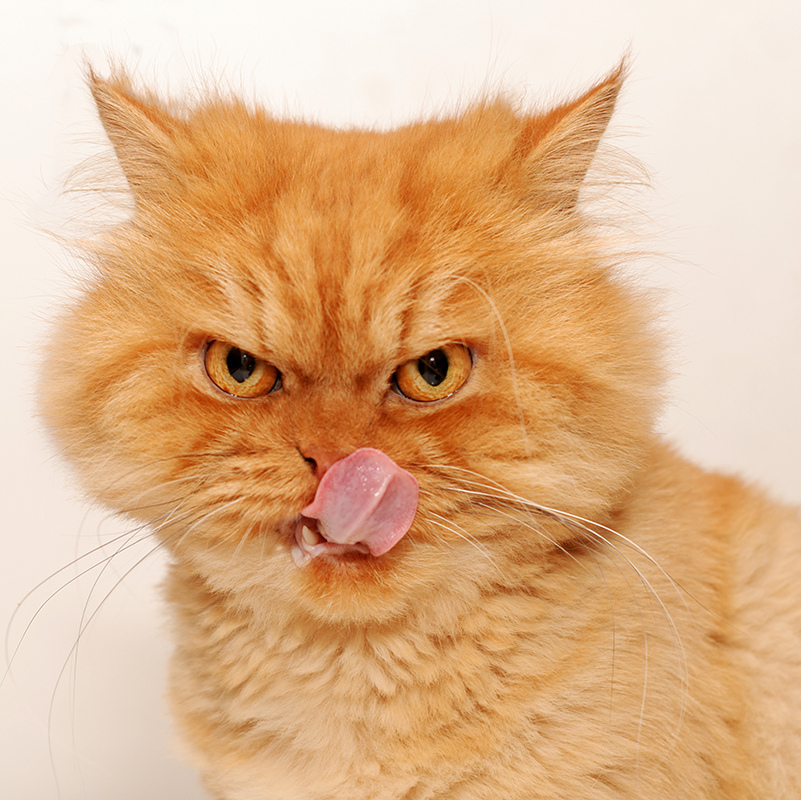 Смешные фото рыжих котов