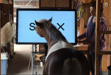 pony-with-touchscreen.jpg