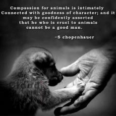 compassion for animals.jpeg