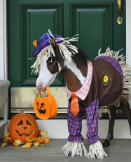 horse halloween.jpg