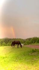 Surreal scene as horse grazes underneath rainbow.mp4
