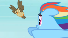 1713760__safe_screencap_owlowiscious_rainbow+dash_may+the+best+pet+win_duo_female_flying_mare_owl_pony.png