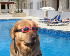 doggoggles.jpg