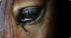 sad horse.jpg
