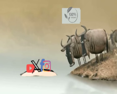 1740241256752834.webm
