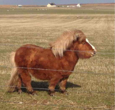 f09086061f03f080d0851d9154e11653--miniature-shetland-pony-miniature-ponies.jpg