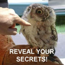 reveal your secrets owl.jpg