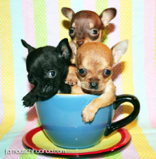 teacup-chihuahuas.jpg