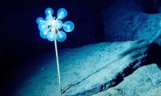 chondrocladia 2.jpg