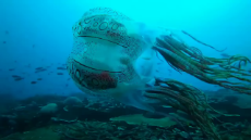 chirodectes maculatus.webm