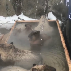 comfy_capybara_bath.mp4