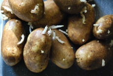 sprouted-potatoes.jpg