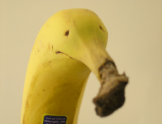 banana bellsprout.jpg