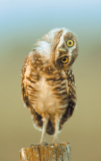 Owl Huh.jpg