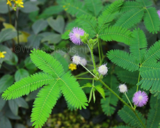 Mimosa-pudica-flower.jpg