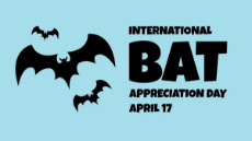 International_Bat_Appreciation_Day_2024.png