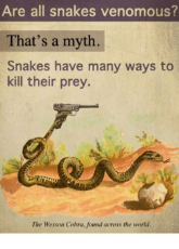 are-all-snakes-venomous-thats-a-myth-snakes-have-many-3752867.png
