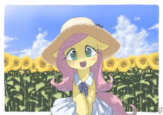 flutter 3 sunflower field.jpg