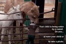 child eaten by camel - what do.jpg