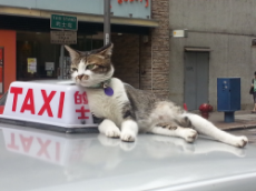 KT Ah Mui famous cat in Cadogan St_binary_58847-1479712091.jpg
