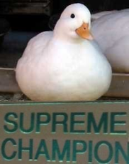 supreme champion duck.jpg