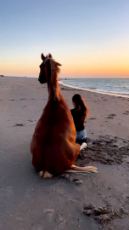 Horse and caretaker enjoy watching the sunset at the beach.mp4