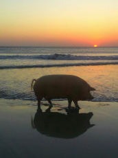 pig at sea.jpg