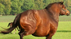 fat horse.jpg