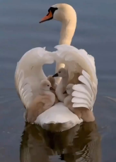 mother-swan-carrying-her-babies-onto-herback-is-a-v0-czd1cHBzN3RwdTJmMe8K8qWJ_bqpnOYL7D9YtA-6YRhJKq3bpLitwqpvWqLg.jpeg
