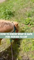 How You Know What Is Safe For Your Horses To Eat.mp4