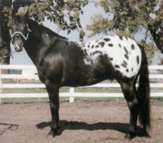 Black Appaloosa Horse (4).jpg
