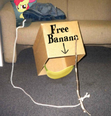 bloomtrap.png
