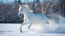 189-1892540_white-horse-running-in-snow-5k-wallpaper-white.jpg