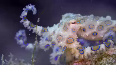 squiggly.webm