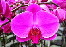 Pink-Orchid-Flower-Wallpaper.jpg
