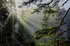 rays through fog in forest.jpg