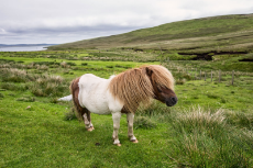 Shetland Ponies (8).jpg