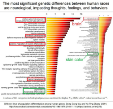 race_neurological_differences.jpg
