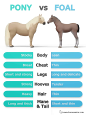 pony-vs-foal-1232657237.jpg