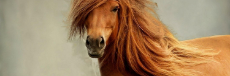 horse-awesome-1500x500.jpg
