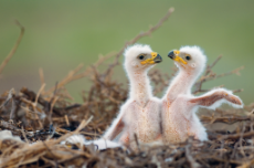 09-eagle-chicks.jpg