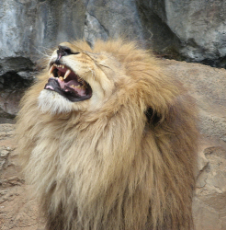 lion laugh.jpg