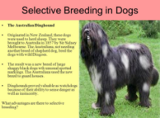 Selective Breeding in Dogs.jpg