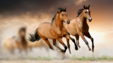 horse-desktop-wallpaper_040153674_16.jpg