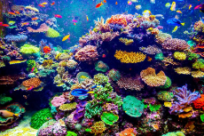 Colorful-coral-reef.824x0_….jpg