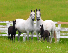 mares and foals 2 web.jpeg