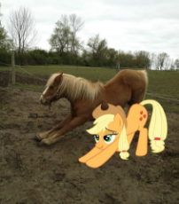 250521__safe_applejack_cute_meme_photo_edit_exploitable meme_scrunchy face_ponies in real life_horse.jpg