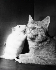 cat-and-mouse-friends-12-1.jpg
